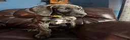 Great Dane dogs for sale: Brinley - Ad 1