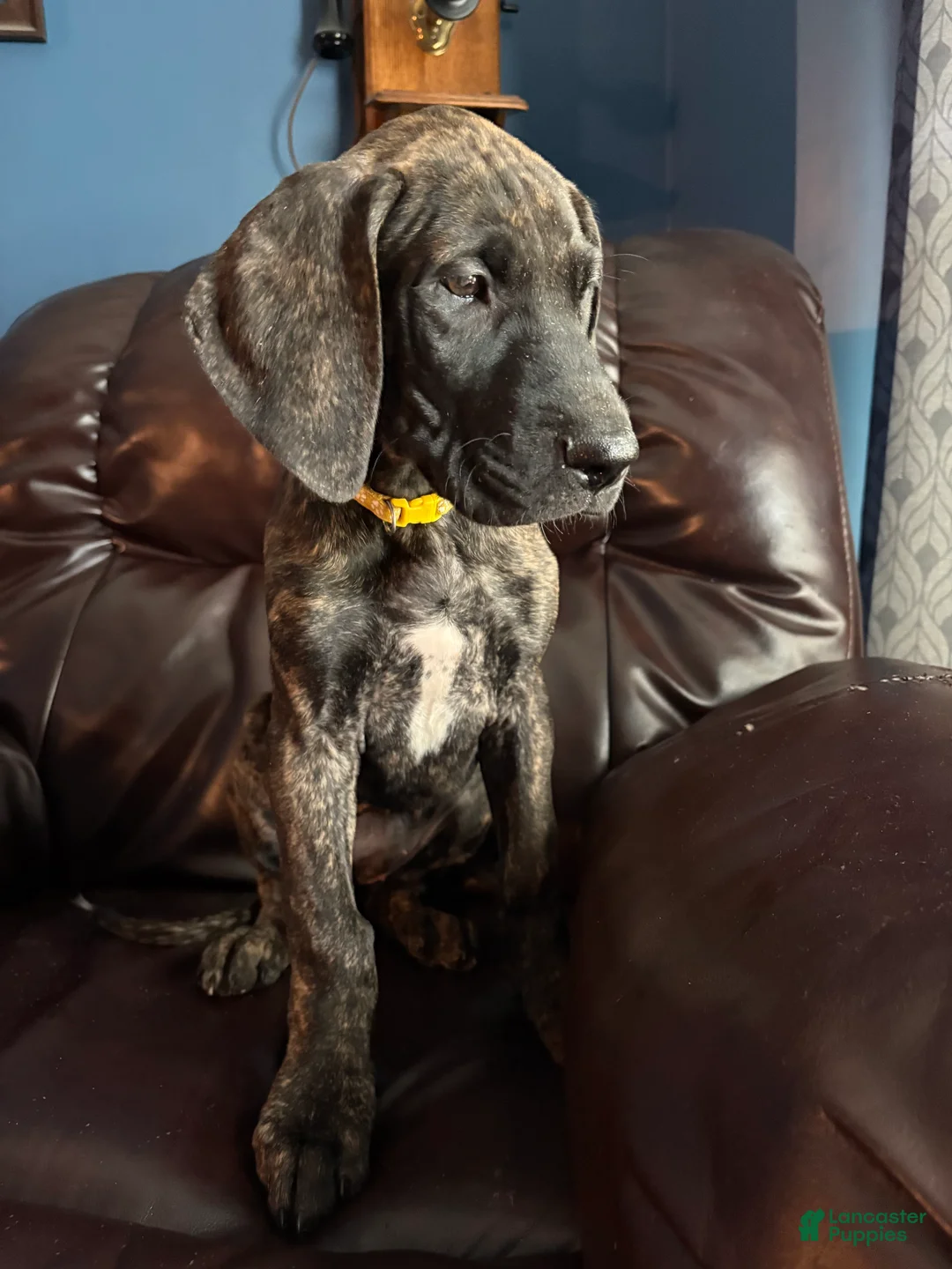 Great Dane dogs for sale: Brinley - Ad 1