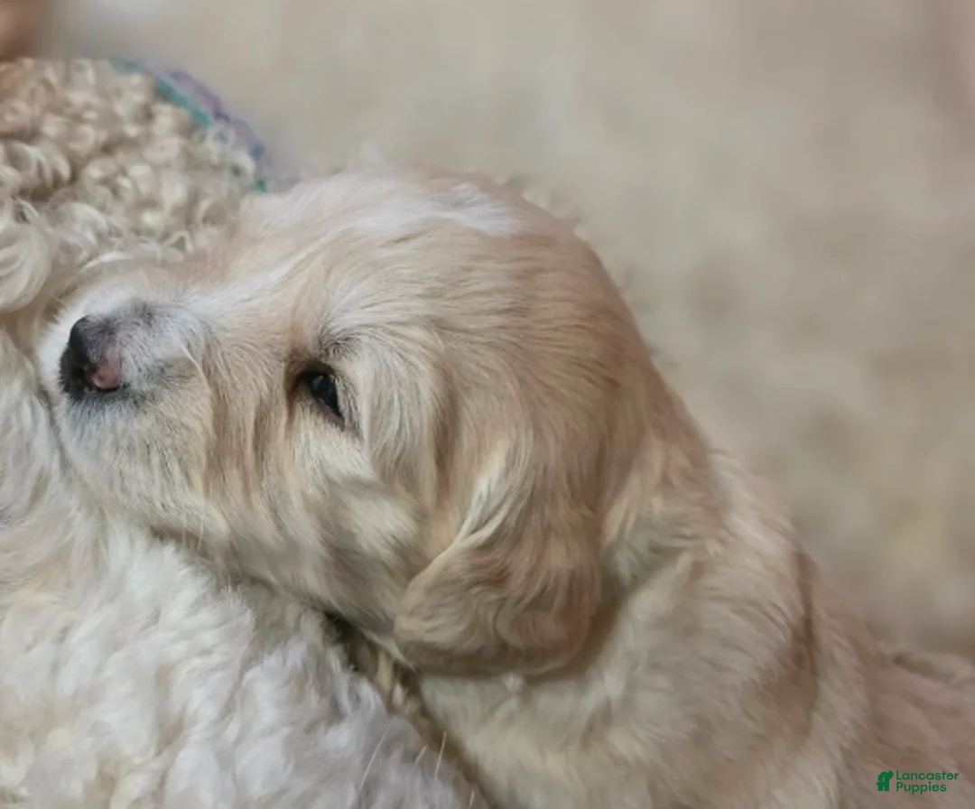 Goldendoodle dogs for sale: Clara - Ad 5