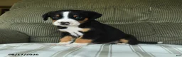 Greater Swiss Mountain Dog dogs for sale: Oscar - Ad 3