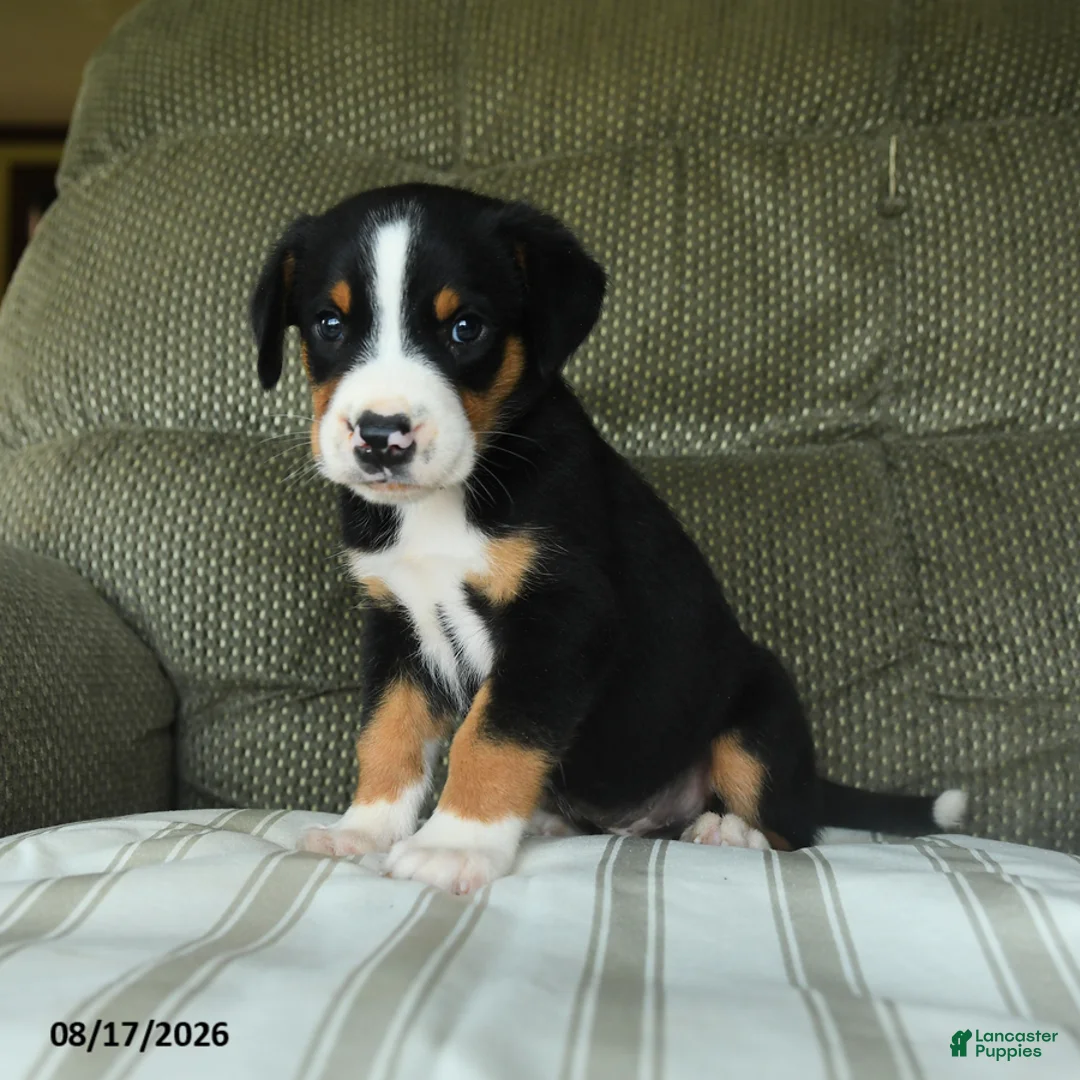 Greater Swiss Mountain Dog dogs for sale: Oscar - Ad 3