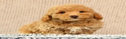 Havapoo dogs for sale: Hoover - Ad 2