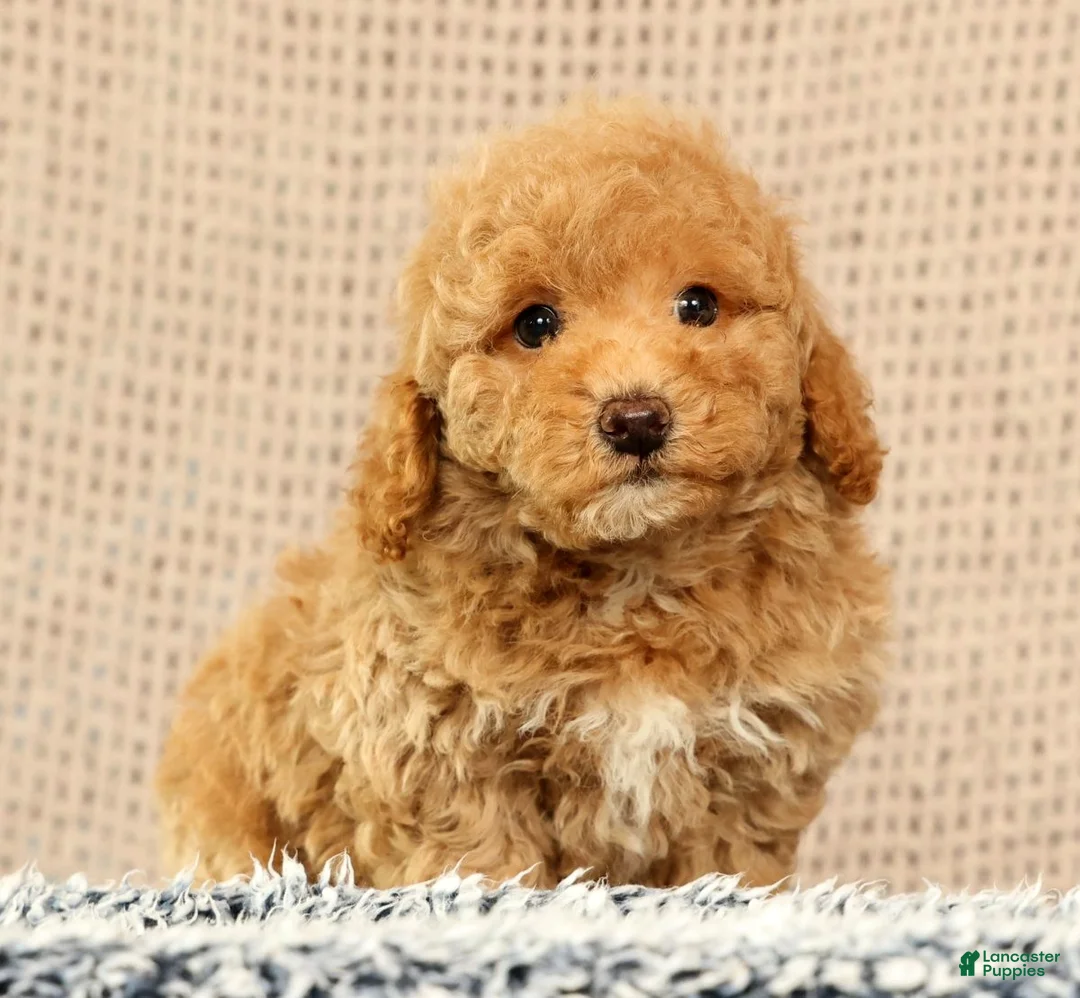Havapoo dogs for sale: Hoover - Ad 2