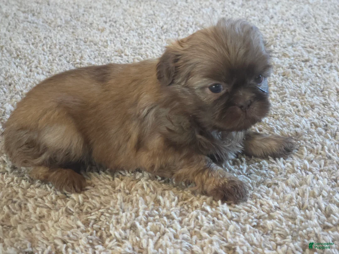 Shih Tzu dogs for sale: Fernando  - Ad 1