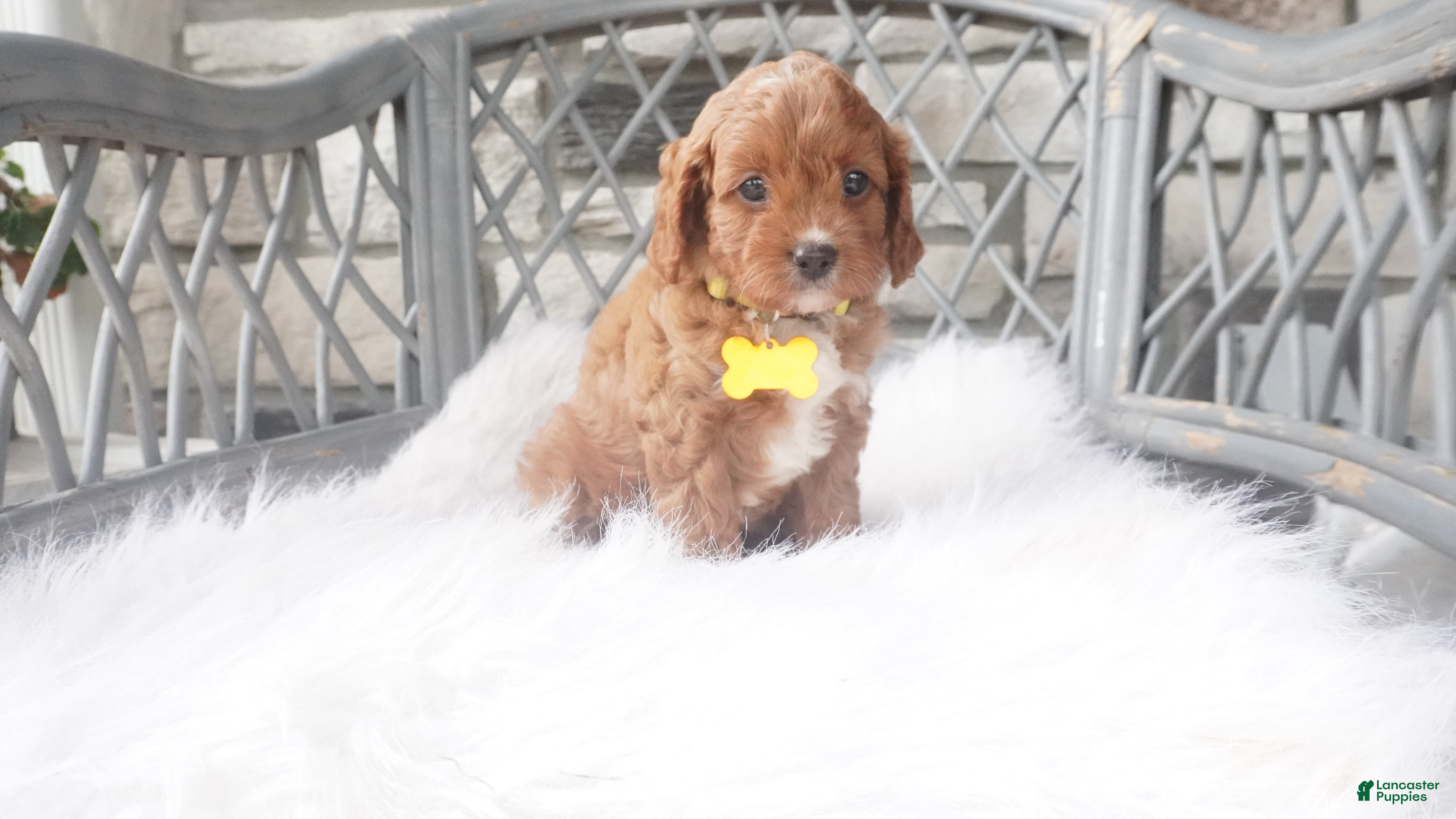 Cavapoo dogs Caprice  - Ad 1