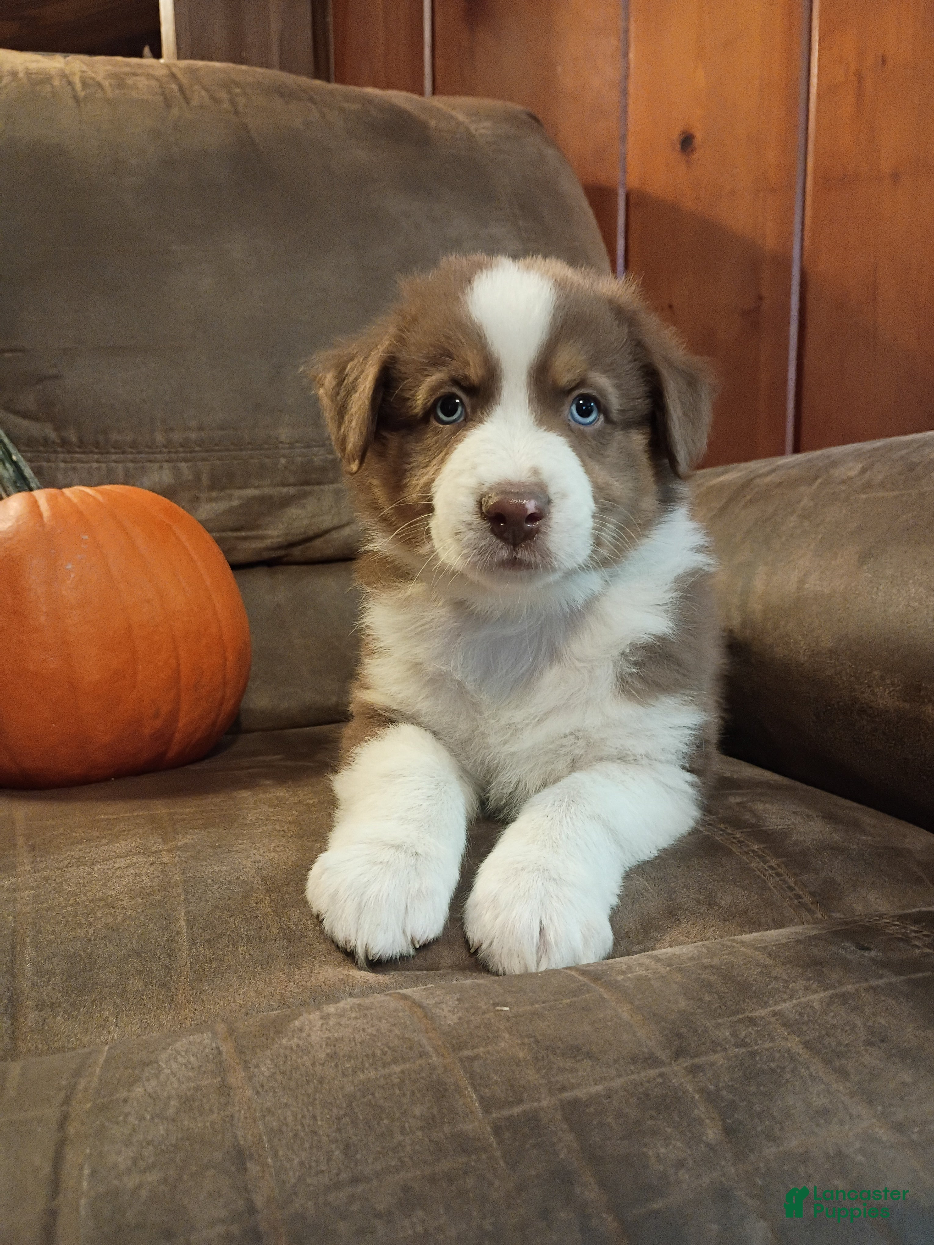 Australian Shepherd dogs for sale: Teddy - Ad 38