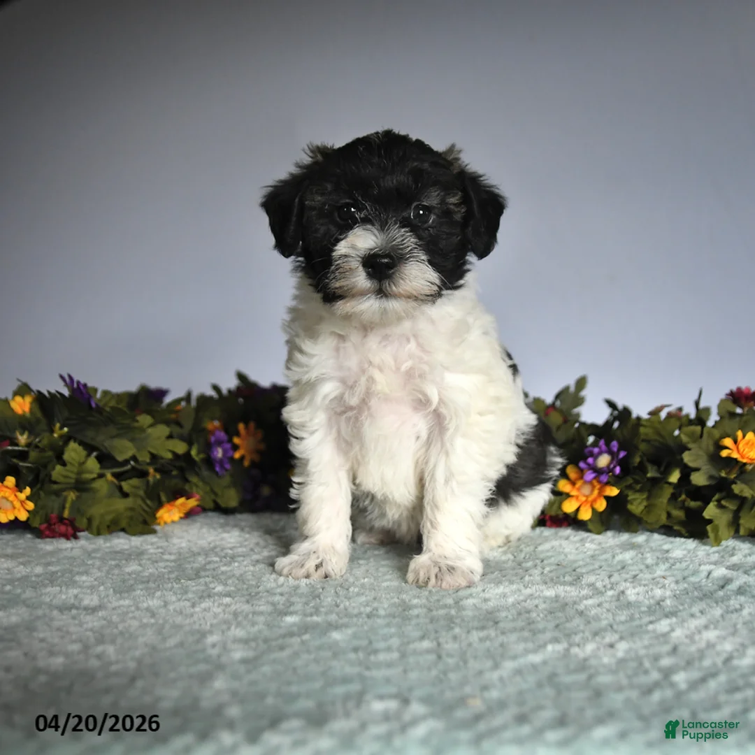 Mixed Breed dogs for sale: Paula - Ad 1