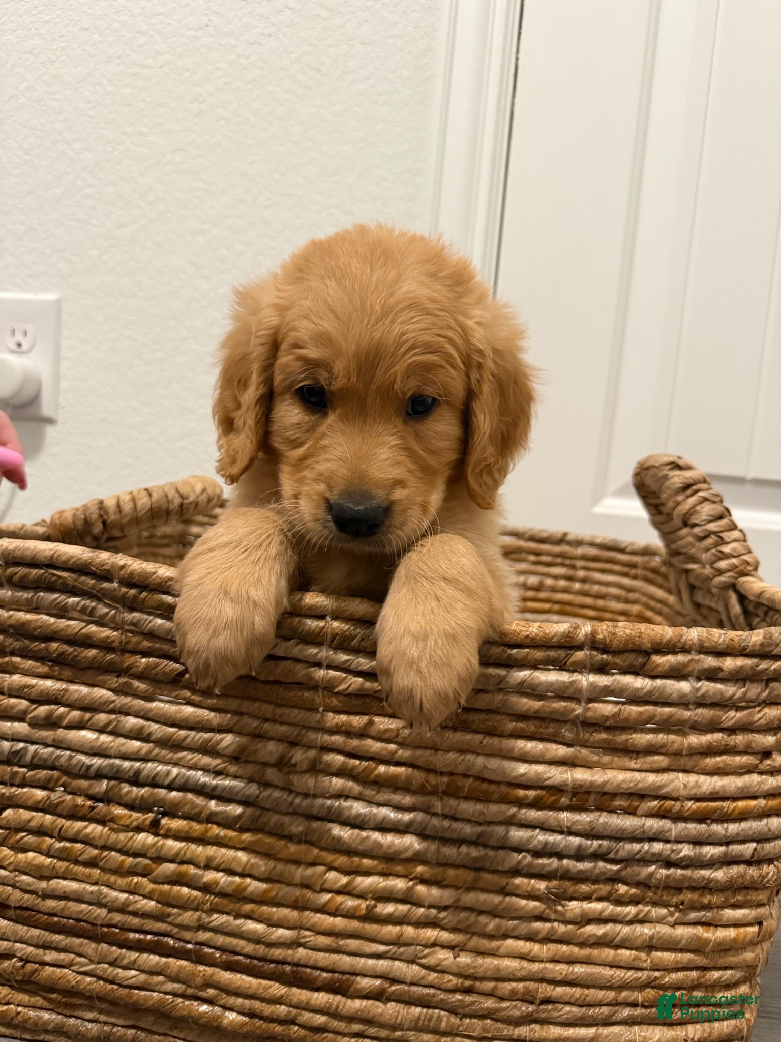 Golden Retriever dogs Gray - Ad 13