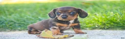 Miniature Dachshund dogs for sale: Maxine Miniature Dachshund  - Ad 1