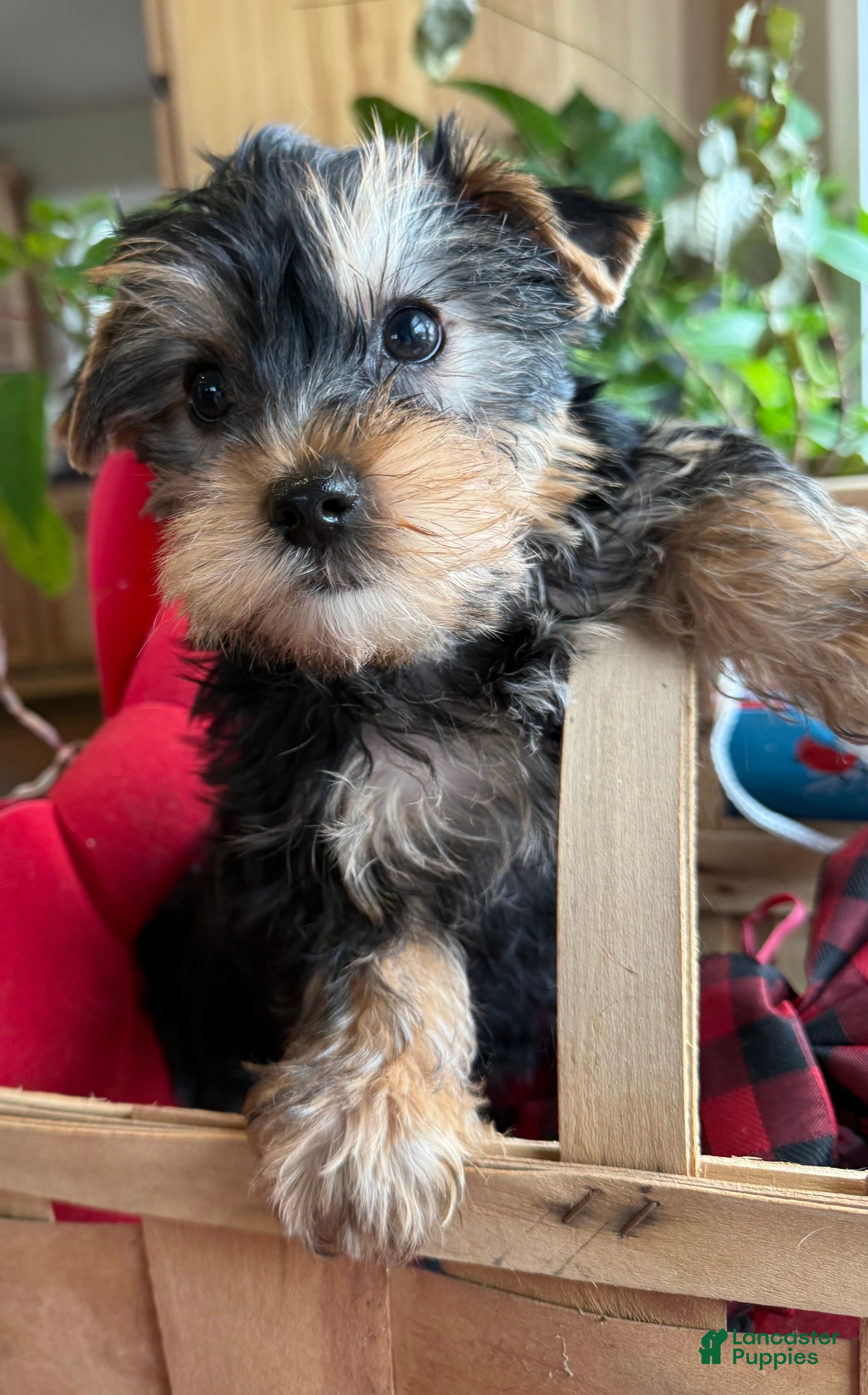 Yorkiepoo dogs Yorkiepoo Puppy 1 wilson - Ad 41