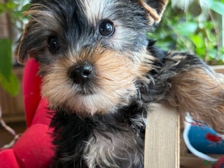 Yorkiepoo dogs Yorkiepoo Puppy 1 wilson - Ad 5