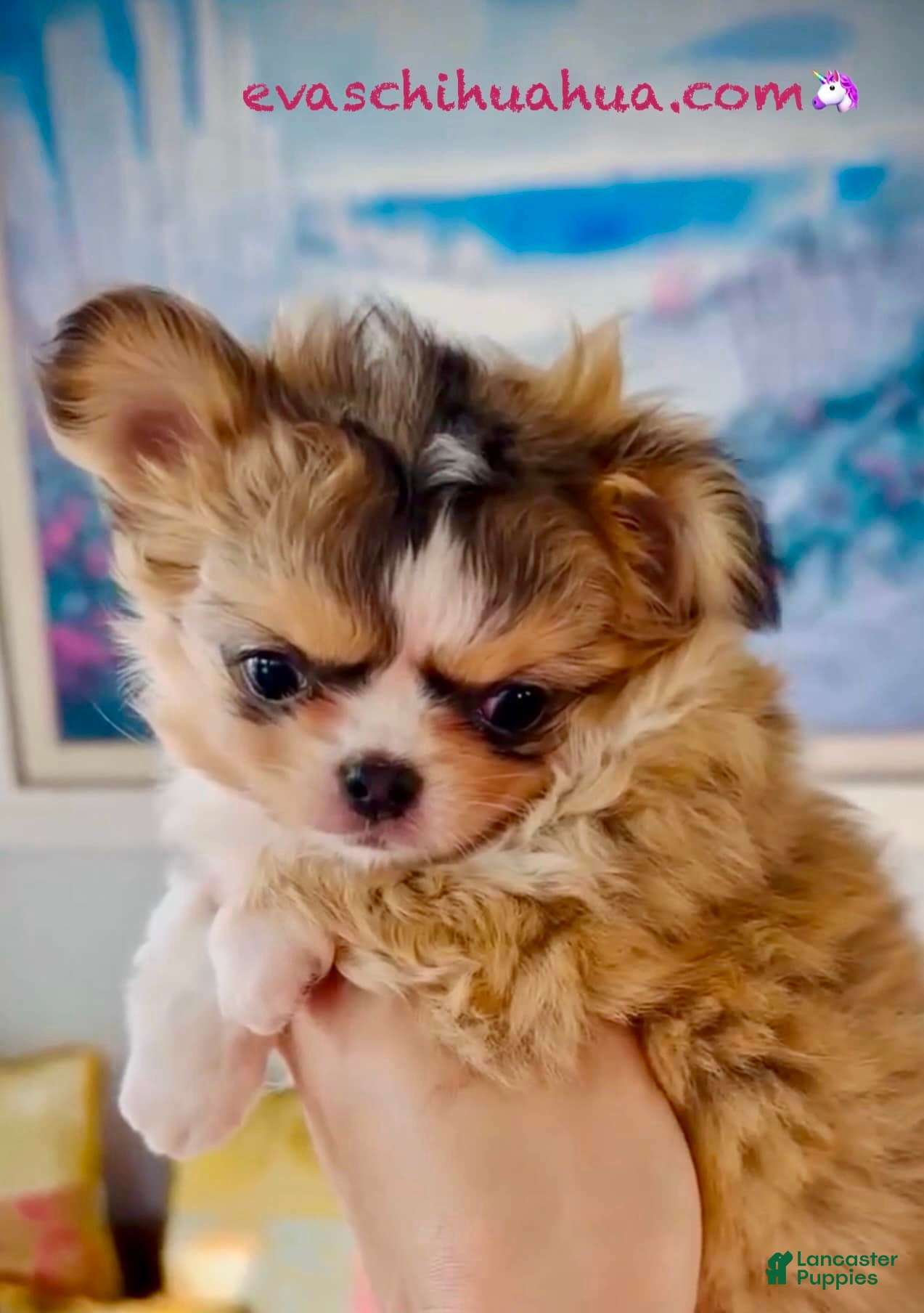 Chihuahua Dog Breed Chiwawa Kennel Chiwawa Free Chihuahuas 147+