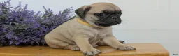 Pug dogs for sale: Niko - Ad 3