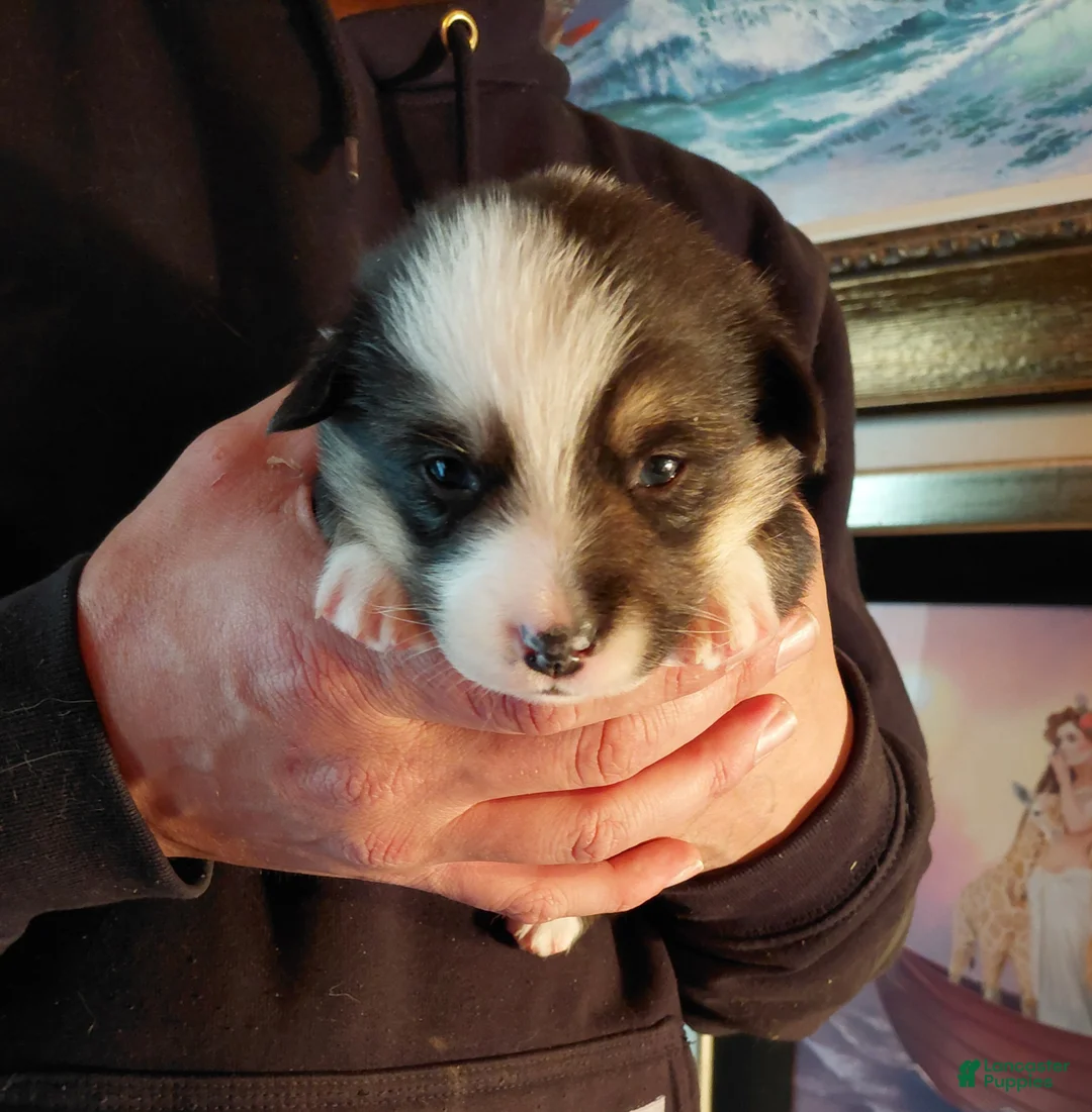 Welsh Corgi Pembroke dogs for sale: Salvador Dali - Ad 1
