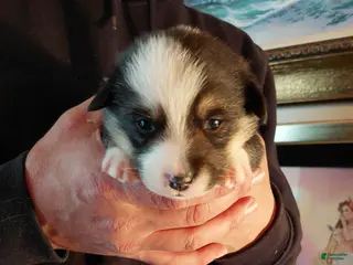 Welsh Corgi Pembroke dogs Salvador Dali - Ad 30