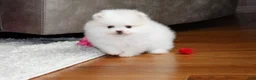 Pomeranian dogs for sale: Teacup Pamela - Ad 3