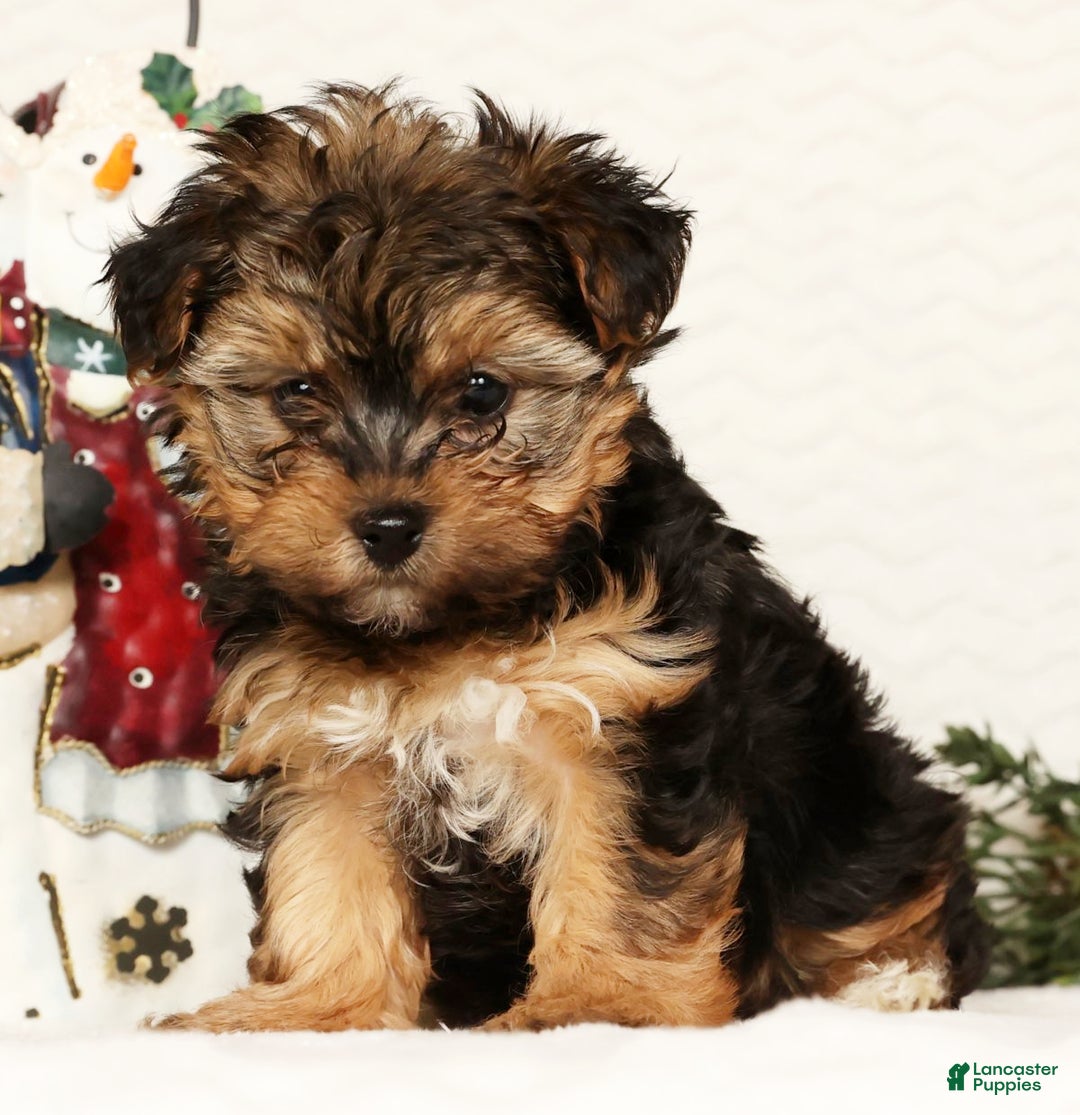 Yorkiepoo dogs for sale: Troy  2.5lbs - Ad 4