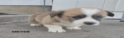 Welsh Corgi Pembroke dogs for sale: Myer - Ad 3