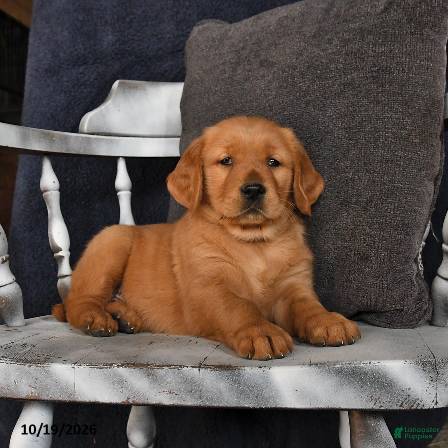 Golden Retriever dogs for sale: Ava  - Ad 2