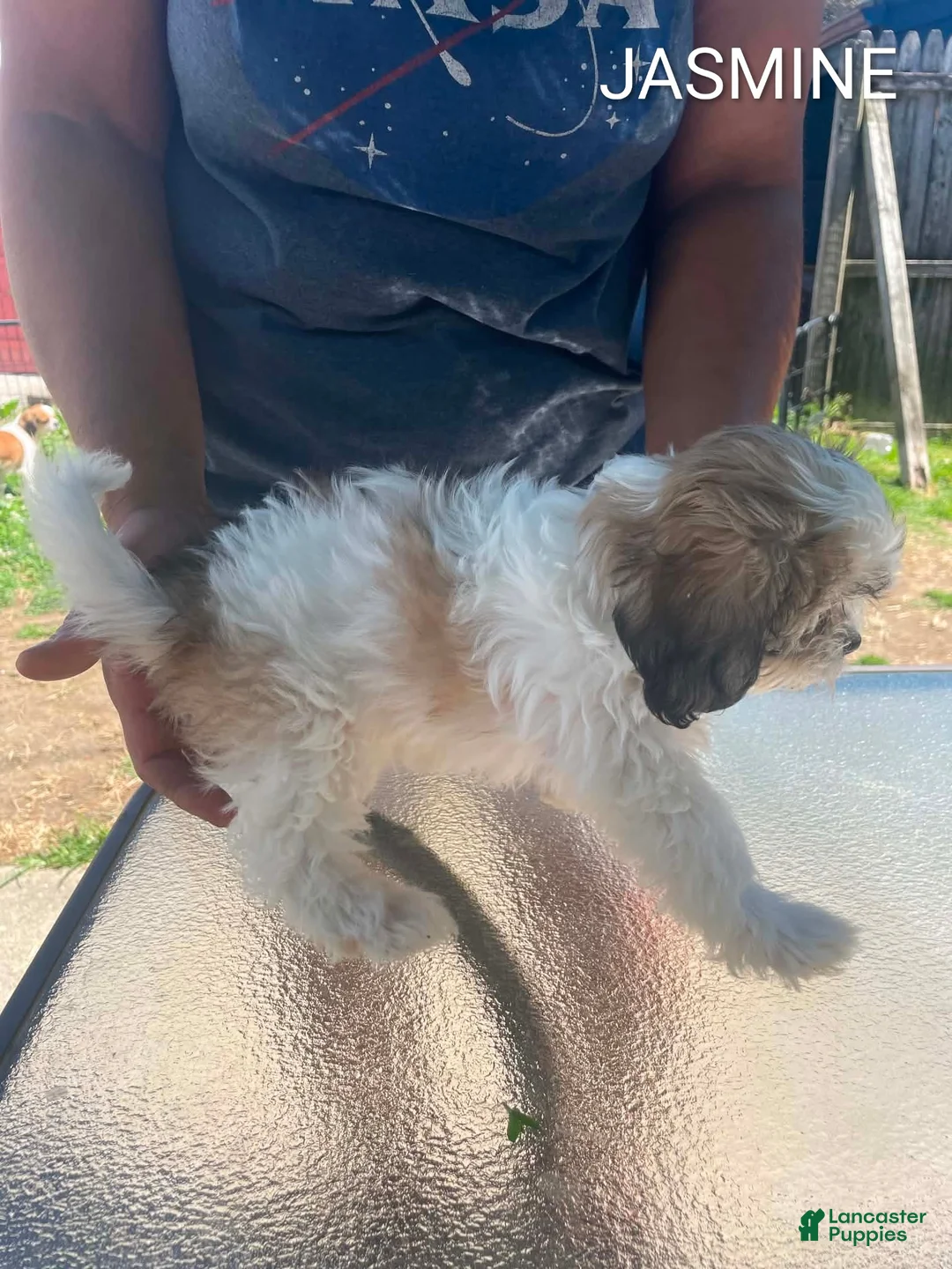 Shih Tzu dogs for sale: Shih Tzu 3 - Ad 2
