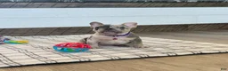 French Bulldog dogs for sale: Janie - Ad 6