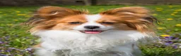Papillon dogs for sale: Nerf - Ad 31