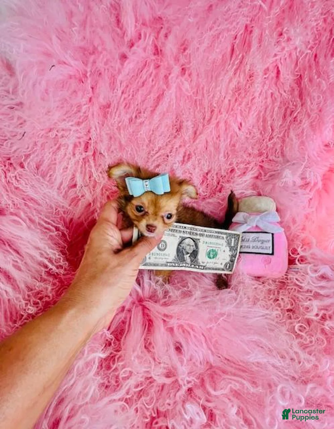 Chihuahua dogs for sale: Chihuahua 1 - Ad 2
