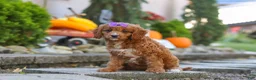 Cavapoo dogs for sale: Clover - Ad 7
