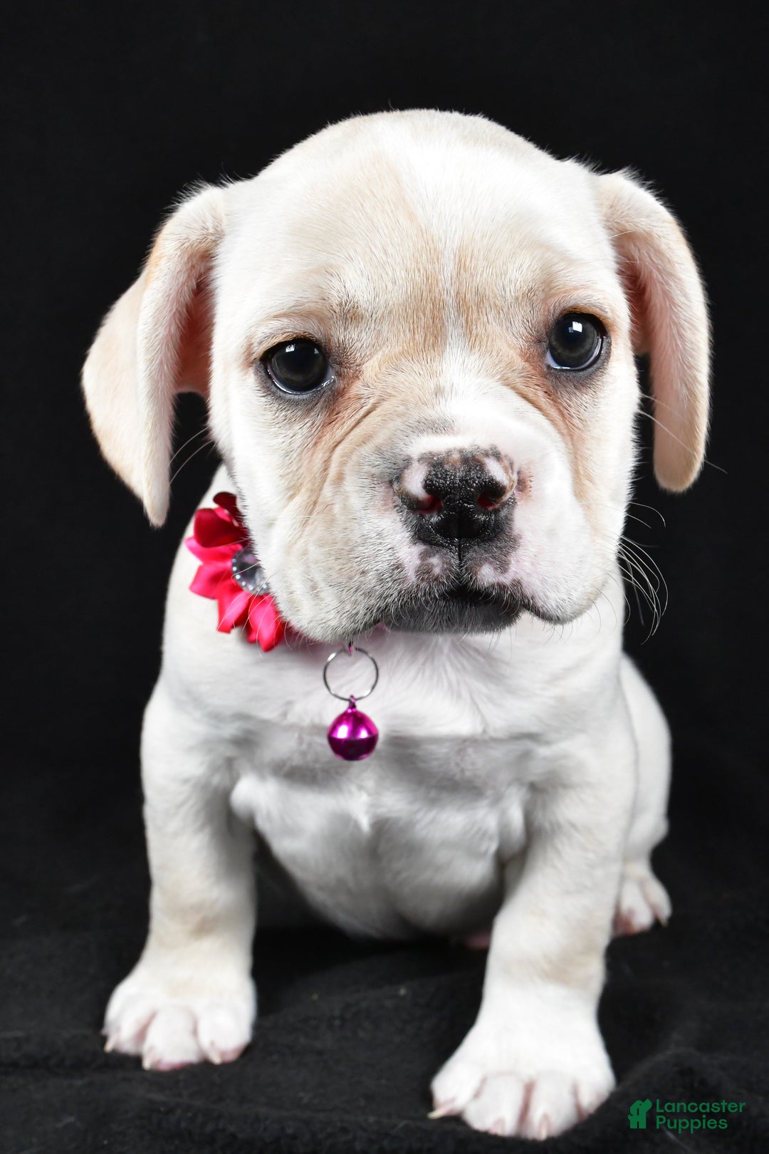 Mixed Breed dogs for sale: Dolly - Ad 7