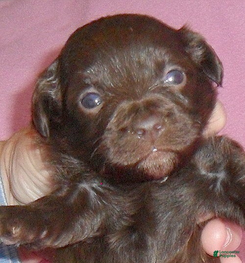 Mixed Breed dogs Muffin - Ad 20