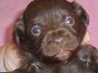 Mixed Breed dogs Muffin - Ad 34