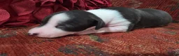 Italian Greyhound dogs for sale: Puppy 1 Female - Ad 1