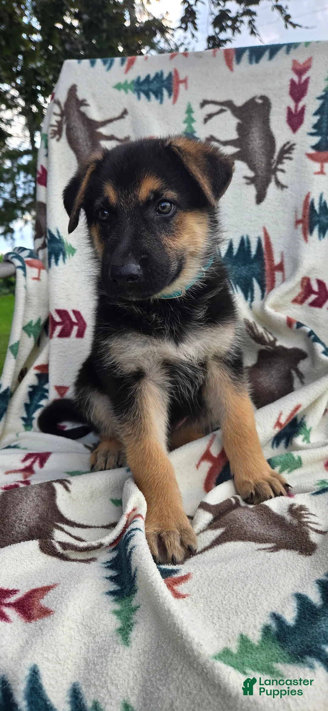 German Shepherd dogs for sale: Rex - Ad 3