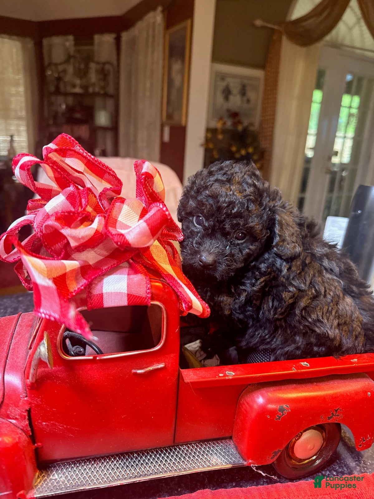 Toy Poodle dogs for sale: Toy Poodle Male 1 - Ad 2