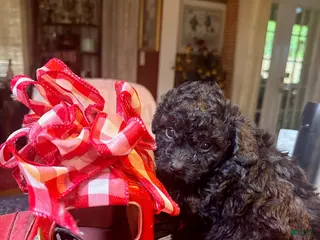 Toy Poodle dogs for sale: Toy Poodle Male 1 - Ad 2