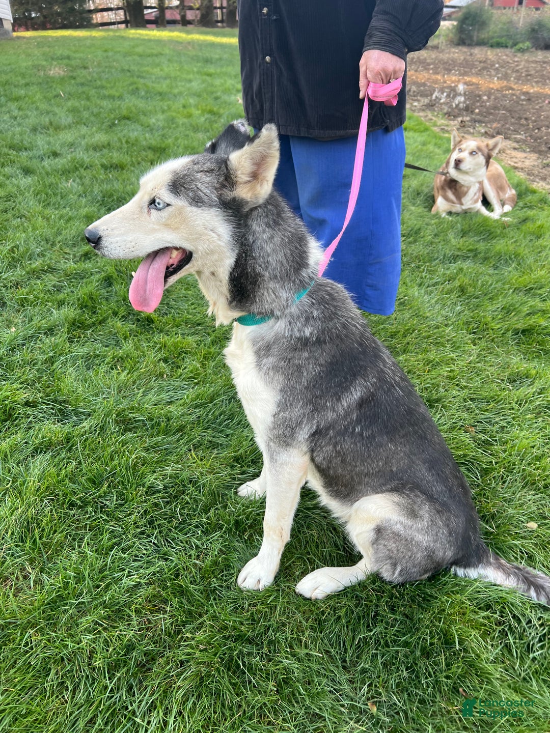 Siberian Husky dogs for sale: Fia - Ad 3