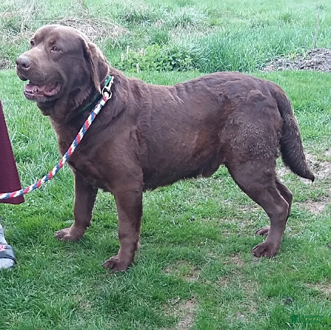 Labrador Retriever dogs for sale: Twinkle - Ad 18