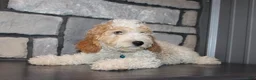 Mini Goldendoodle dogs for sale: Mini Ziggy - Ad 9