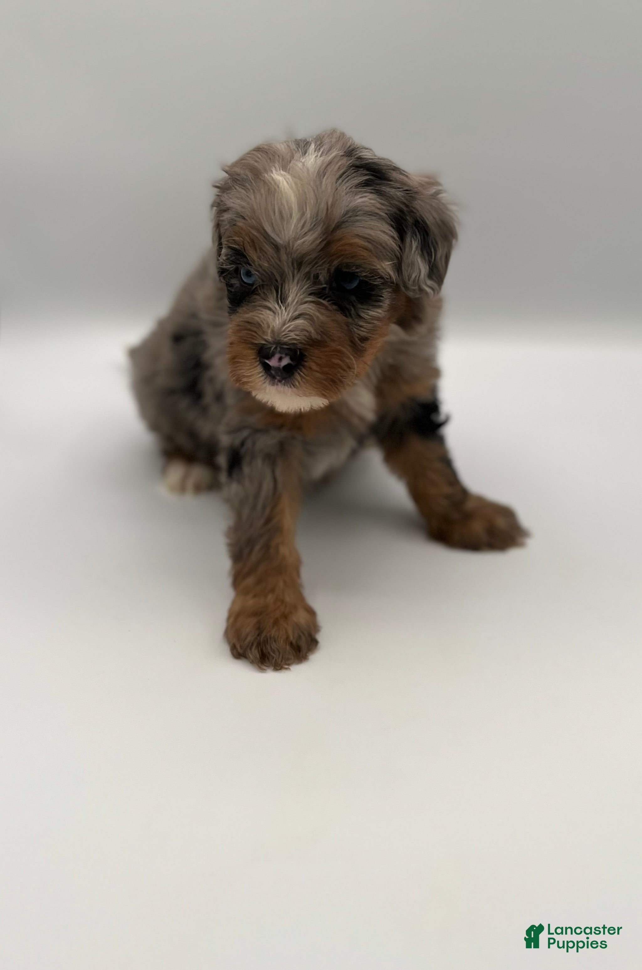 Bernedoodle dogs Bodie - Ad 2