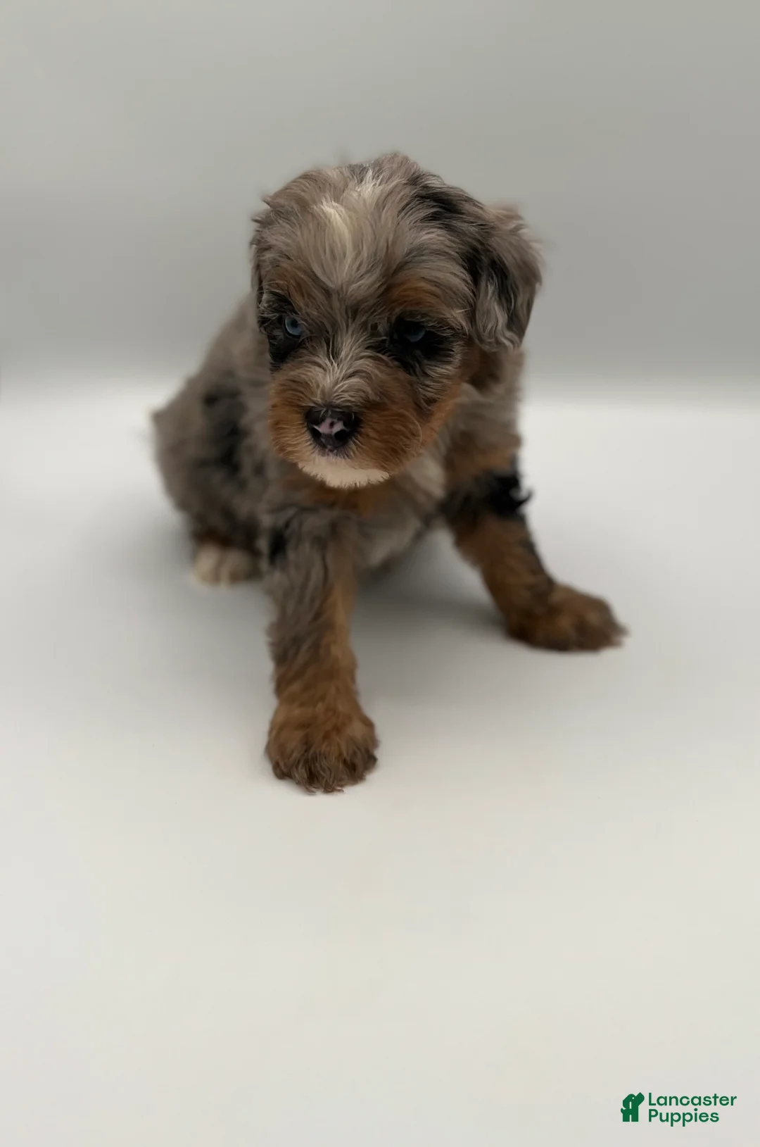 Bernedoodle dogs for sale: Bodie - Ad 2