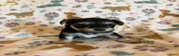 Morkie dogs for sale: Blue - Ad 1