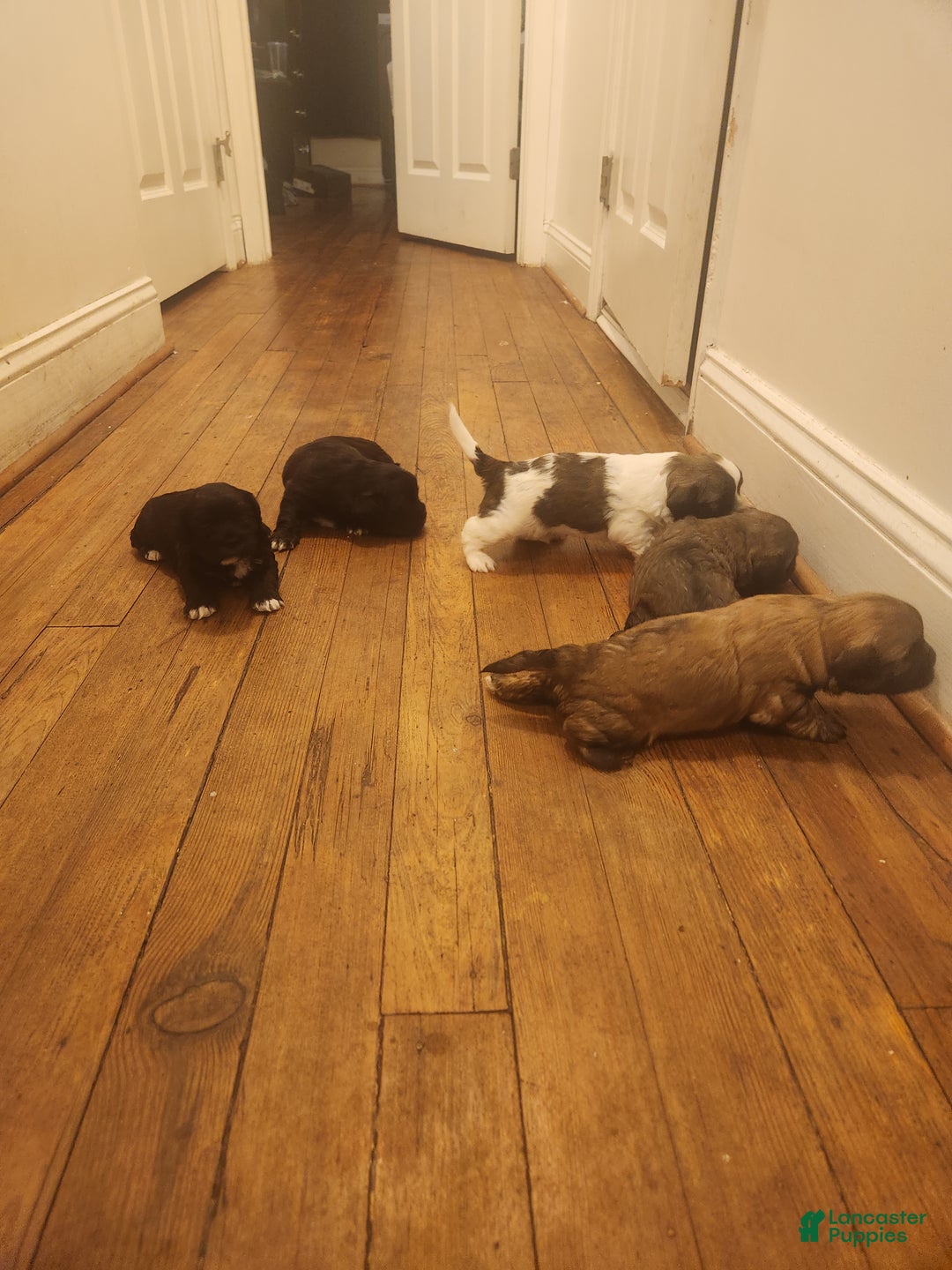 Shih Tzu dogs for sale: Shih Tzu Puppy 4 - Ad 2