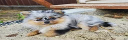 Pomeranian dogs for sale: Lily - Ad 41