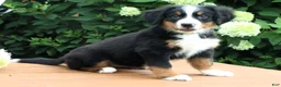 Bernese Mountain Dog dogs for sale: Kiara - Ad 3