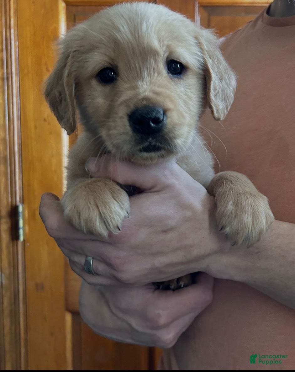Golden Retriever dogs Moose - Ad 1