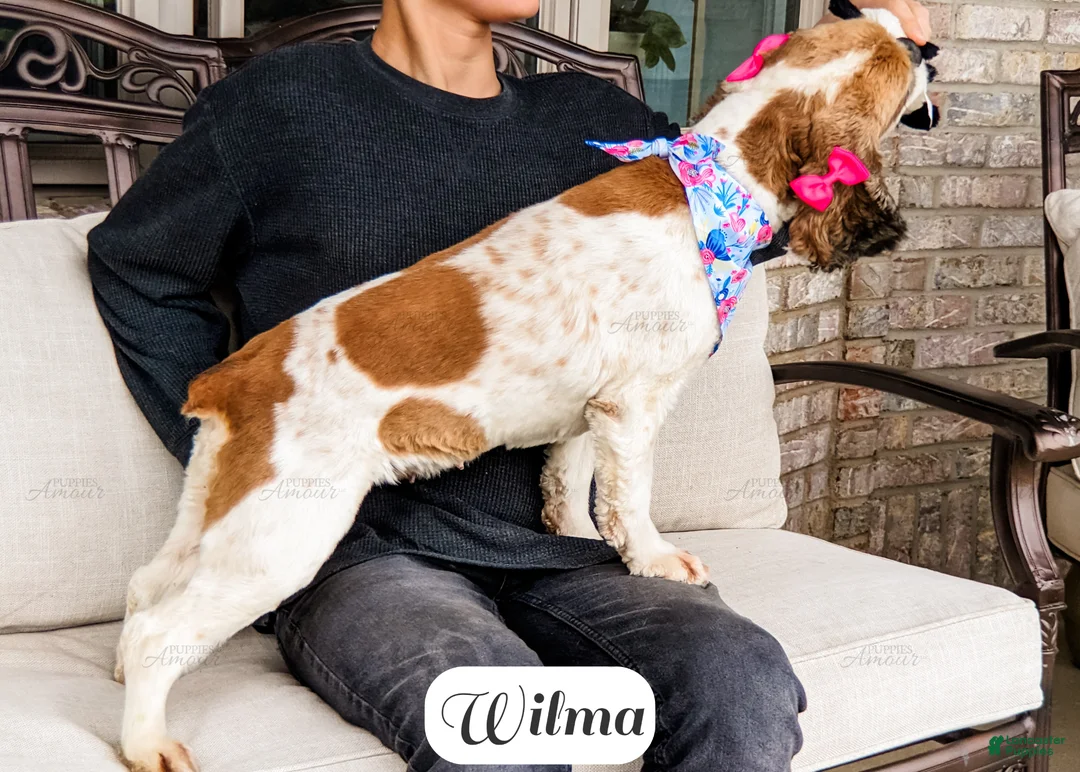 Cocker Spaniel dogs for sale: Wilma - Ad 9