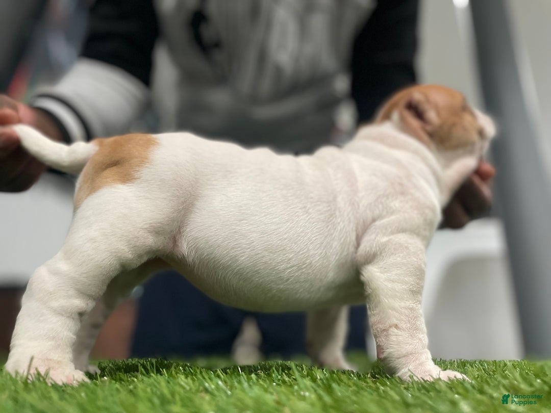 American Bully dogs for sale: Chi-Chi - Ad 4