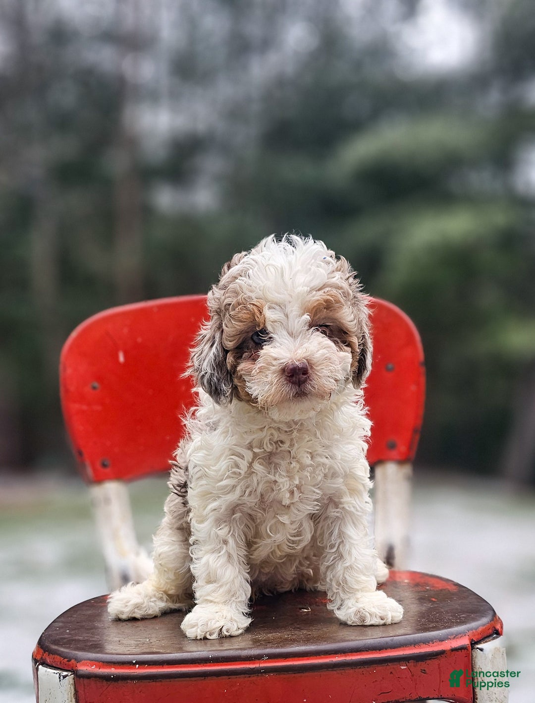 Miniature Poodle dogs for sale: Sarah - Ad 3