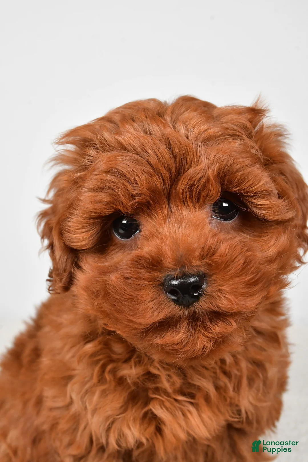 Cavapoo dogs for sale: Hudson - Ad 2