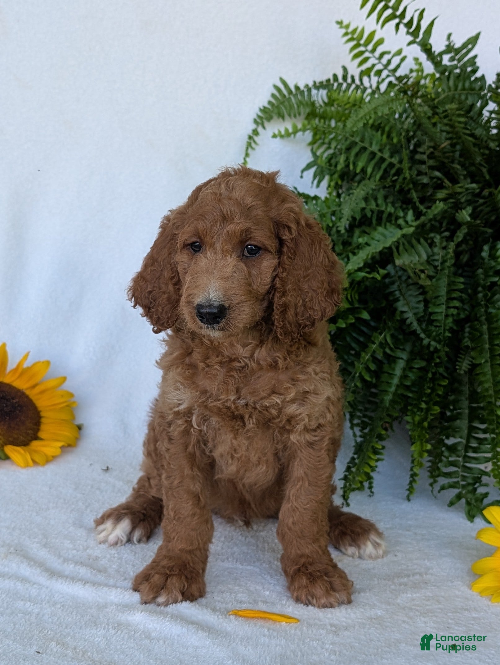 Goldendoodle dogs Rusty  - Ad 2